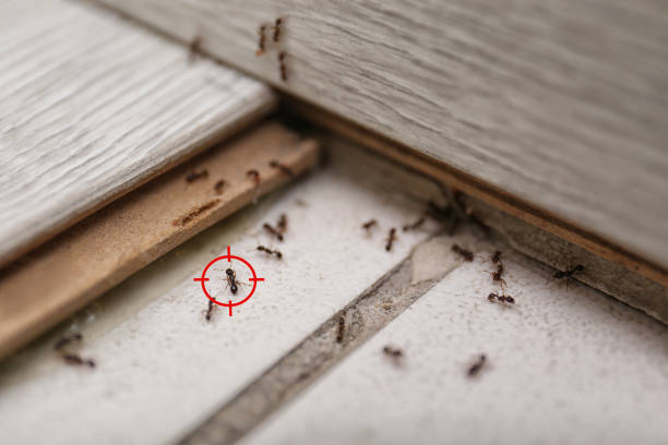 Best Affordable Pest Control Services  in Baker, MT